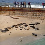 Seals on Children's Pool Beach